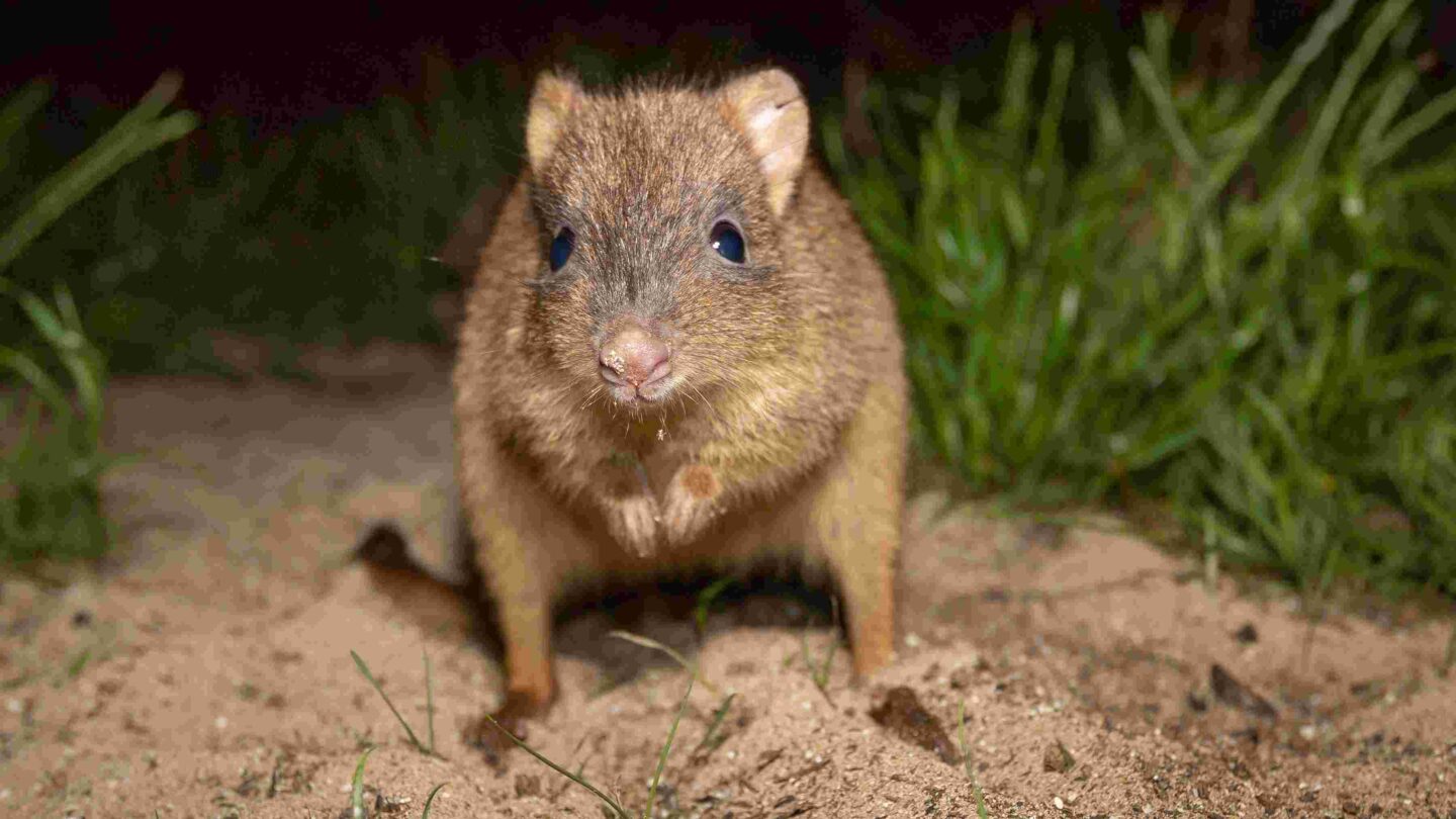 Records set as multiple mammal reintroductions prove the value of rewilding