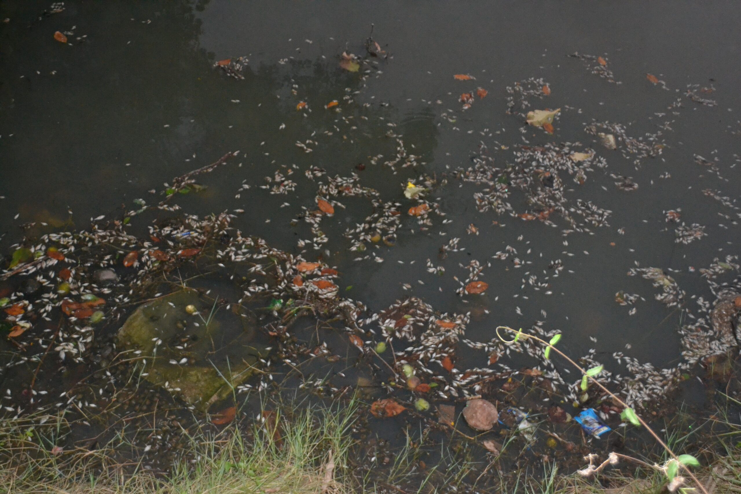 Warming water and pollution amplify fish mortality in Kerala during summer