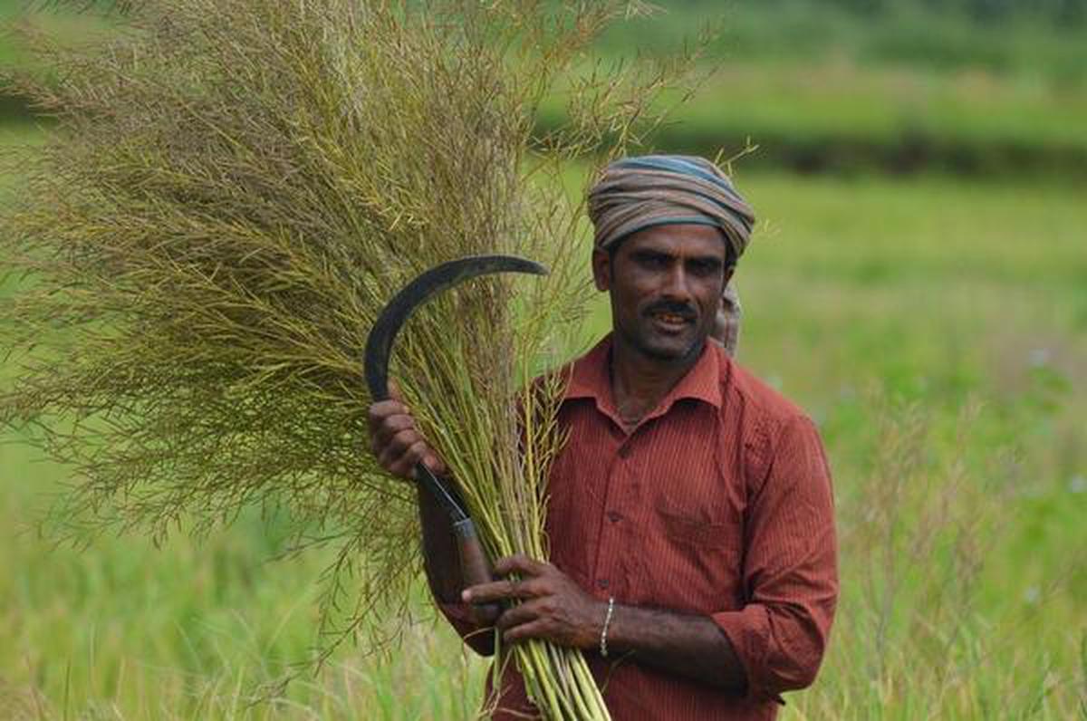 Government ‘misleading’ SC on herbicide-tolerant nature of GM mustard: Coalition of GM-free India