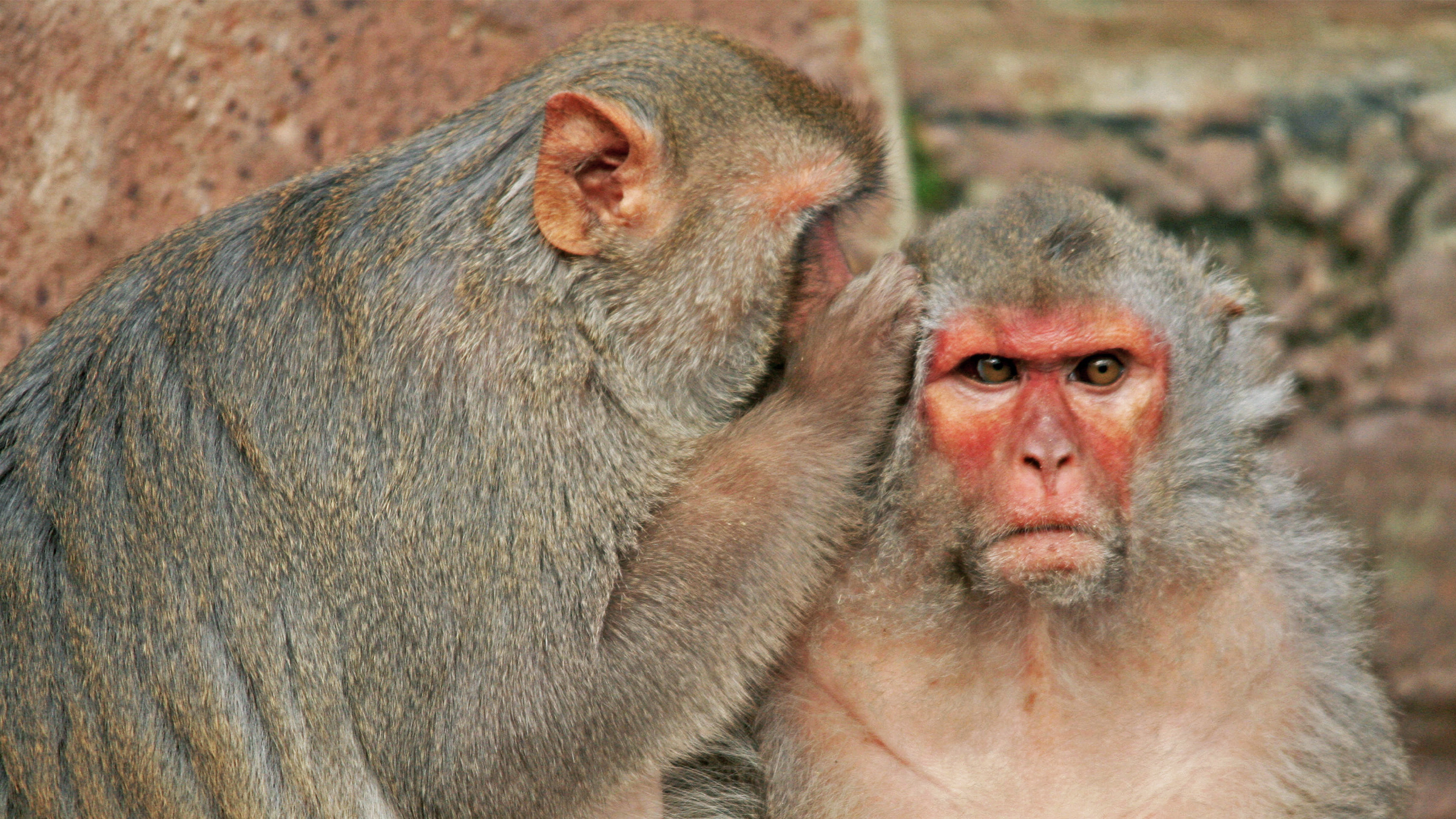 After Sri Lanka, Nepal debates exporting ‘problematic’ monkeys